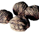 Hickory nut
