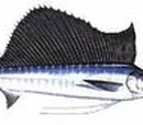 Sailfish