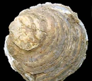 Native oyster