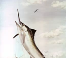 Marlin