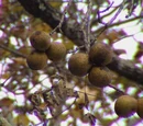 Black walnut