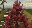 Maple tree