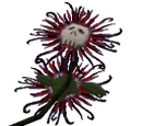 Death flower