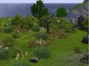 Barnacle bay nature.jpg