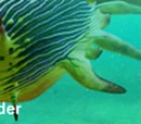 Reef glider