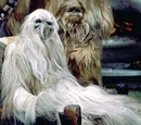 Wookiee