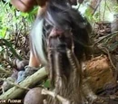 Hidden Immunity Idol