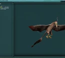 Lantern Bird