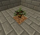 Rubber Sapling