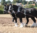 Horsepower