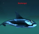 Blubbergut