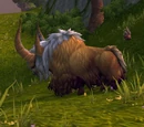 Mountain Yak