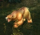 Ferocious Grizzled Bear