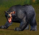 Elder Black Bear