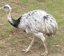 Greater Rhea