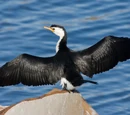 Cormorant