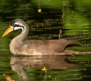 Gruimorphae