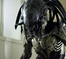 Predalien (Earth)