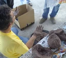 Cocción con carbón piedra y sagar de papel