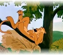 Louie the Mountain Lion