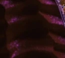 The Glowworm