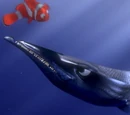 Barracuda (Finding Nemo)