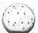Ascomoid