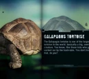 Galapagos Tortoise