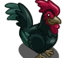 Australorp Rooster