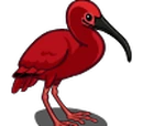 Scarlet Ibis