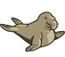 Elephant Seal