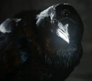 Three-eyed raven
