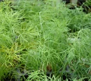 Dill