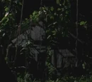 The Cabin