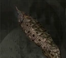 Tsuchinoko