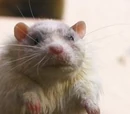 Hubert as Rat