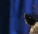 Cats (musical)