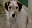 Mickey the Dog
