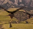 Eagle