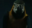 Cotton's Parrot