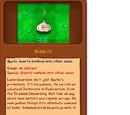 Garlic