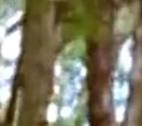 Seventh Spear, Sandaaru