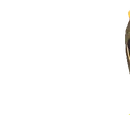 Characters