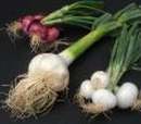 Elephant garlic
