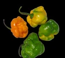 Fresh chile peppers