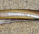 Razorshell clam