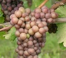 Grape varietals