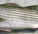 Striped bass