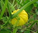 Fruiting and flowering vegetables