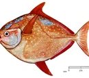 Opah